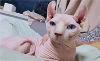 外星猫多少钱一只