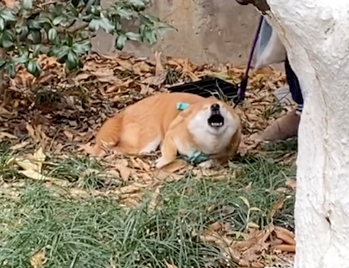 主人假装教训柴犬,还没打它就开始嗷嗷直叫,还以为有人在虐狗! 主人假装教训柴犬,还没打它就开始嗷嗷直叫,还以为有人在虐狗!