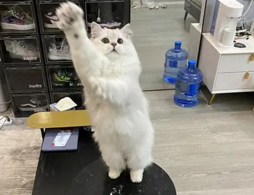 猫站什么意思 猫站什么意思