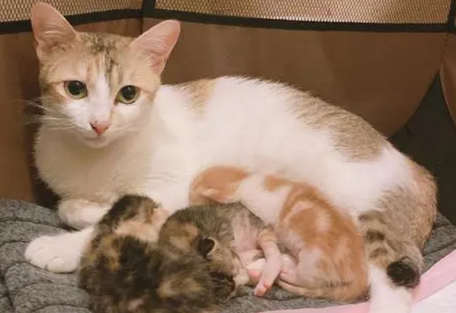 母猫不排斥人摸自己的小猫