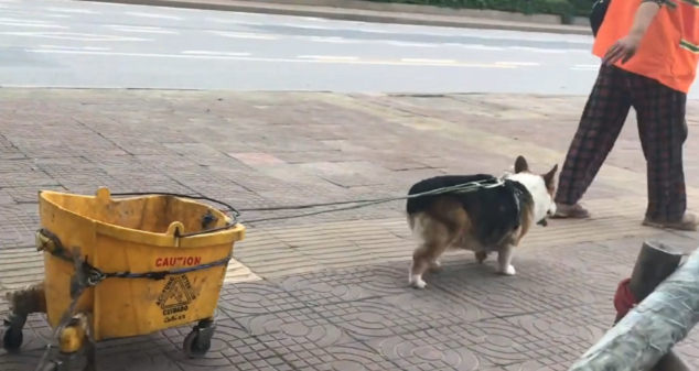 狗狗每天帮环卫阿姨拖垃圾:不让拖就嗷嗷叫 狗狗每天帮环卫阿姨拖垃圾:不让拖就嗷嗷叫
