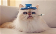 人感冒会传染给猫吗