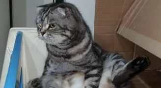 网友看见折耳猫坐在马路中间,一开始觉得很萌,得知真相后痛心 网友看见折耳猫坐在马路中间,一开始觉得很萌,得知真相后痛心