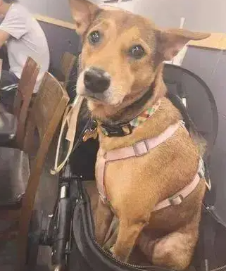 狗狗第一次被小主人抱,满脸惊恐:这货靠谱吗? 狗狗第一次被小主人抱,满脸惊恐:这货靠谱吗?