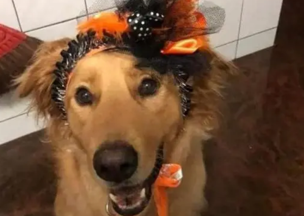 狗狗趁主人不注意，偷吃了块肉，得到的惩罚是打断四肢并丢弃！