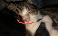 猫嘴边有黑色东西