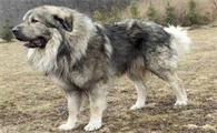 十大名犬分别是哪些品种的?