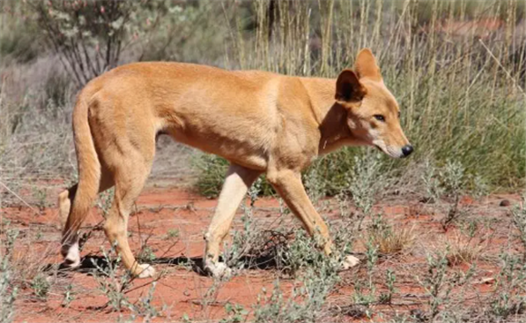 中国有澳洲野犬吗