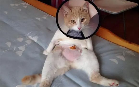 母猫做了绝育太吓人了 母猫做了绝育太吓人了