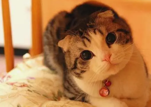 如何了解猫咪的全部 如何了解猫咪的全部