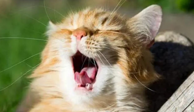 三四个月的小母猫总是叫 三四个月的小母猫总是叫