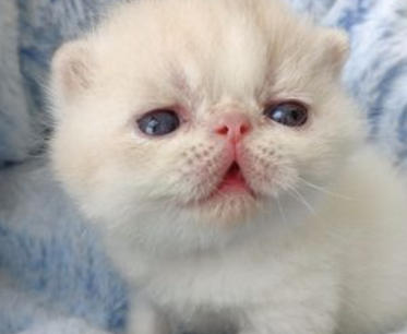 什么是异国短毛猫