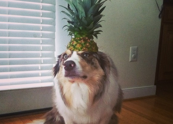 狗狗可以吃菠萝吗