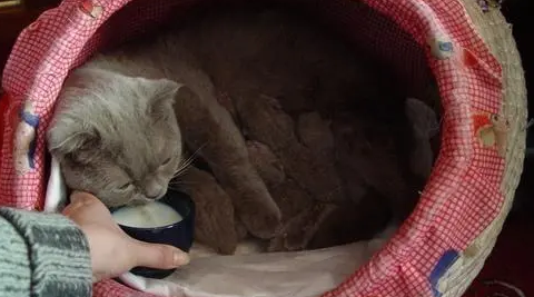 母猫产后吃什么奶水多 母猫产后吃什么奶水多