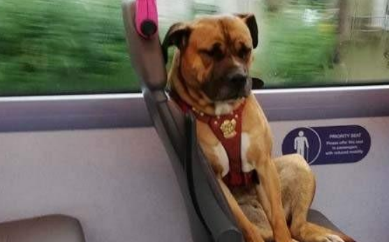 阿姨为宠物犬买公交车票,狗狗全程静坐,乘客都很淡定 阿姨为宠物犬买公交车票,狗狗全程静坐,乘客都很淡定