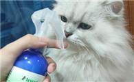 杀虫剂对猫咪有伤害吗