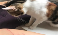 猫抓出血狂犬病几乎为0