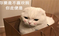 女生做男生的猫
