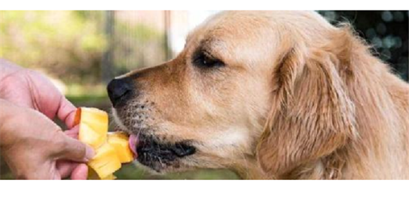 芒果狗狗可以吃吗 芒果狗狗可以吃吗
