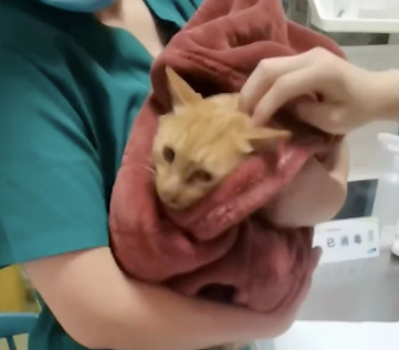 猫咪前腿被人硬生生掰反，还以为它长了对翅膀，手段是有多残忍！