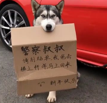 主人上楼拜年让哈士奇看着车子,看到它嘴里叼着的东西交警笑喷了 主人上楼拜年让哈士奇看着车子,看到它嘴里叼着的东西交警笑喷了