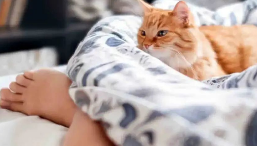 猫咪老是半夜咬我,是要我起来陪TA玩吗? 猫咪老是半夜咬我,是要我起来陪TA玩吗?