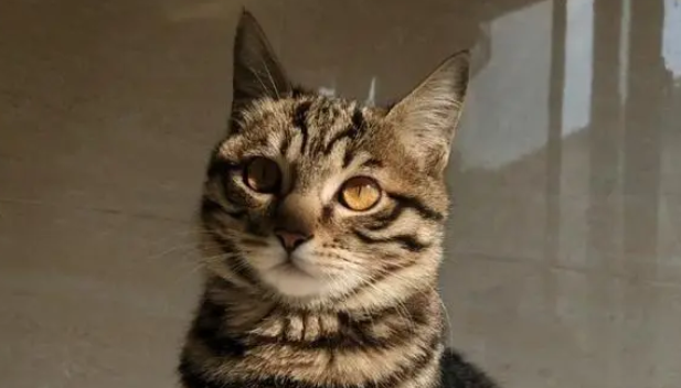 小猫钓鱼游戏教案反思