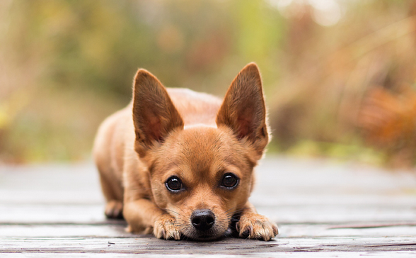 狂犬病发作会学狗叫吗