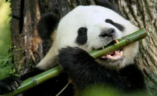 大熊猫的咬合力真的仅次于北极熊吗? 大熊猫的咬合力真的仅次于北极熊吗?