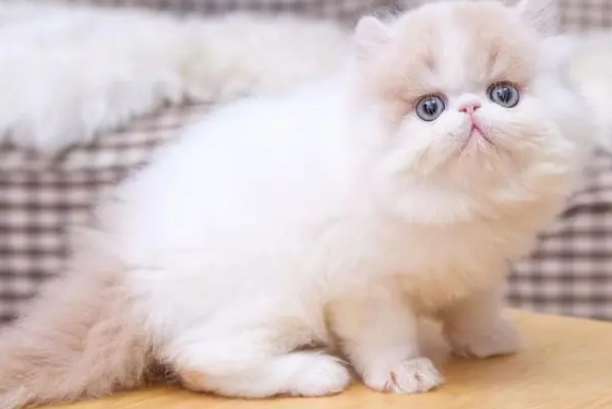 波斯猫多少钱一只？纯种价格更贵