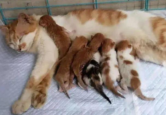 母猫吃小猫是什么原因