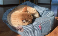 小猫不肯睡猫窝