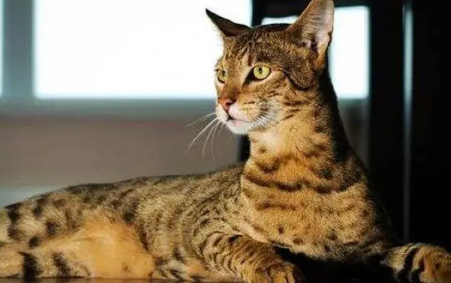 阿什拉猫多少钱