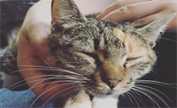什么样的猫面相不吉利