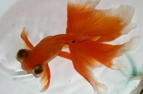 龙睛金鱼好养吗