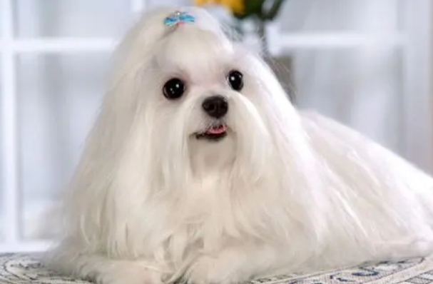 马尔济斯犬幼犬价格多少钱一只