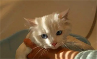 为什么买猫一般都买公猫