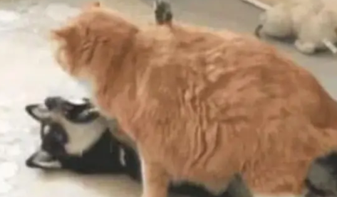 哈士奇和橙猫打招呼,结果却演变成打架,最后二哈被橙猫压在身下 哈士奇和橙猫打招呼,结果却演变成打架,最后二哈被橙猫压在身下