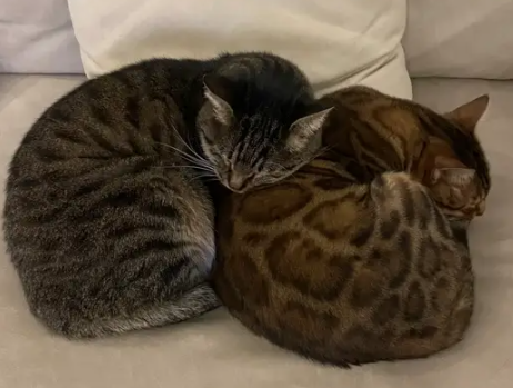 网友零元购流浪猫,2只猫咪除了皮肤不一样,啥都一样 网友零元购流浪猫,2只猫咪除了皮肤不一样,啥都一样