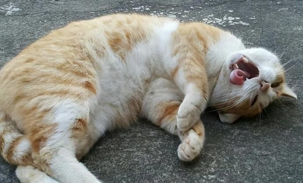 猫在狂犬病潜伏期会传染吗