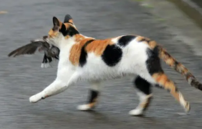猫抓鸟回家什么征兆