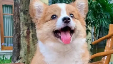 人喝的那款酸奶适合狗吃 人喝的那款酸奶适合狗吃