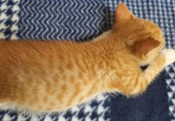小猫肚子大大胀胀的是怎么了