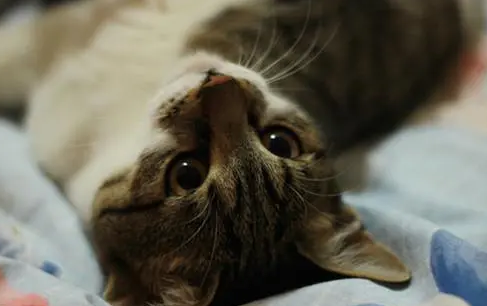 闹猫是怎么回事 闹猫是怎么回事