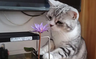 睡莲对猫有毒吗