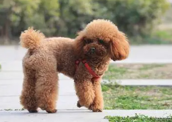 泰迪犬可以做缉毒犬吗