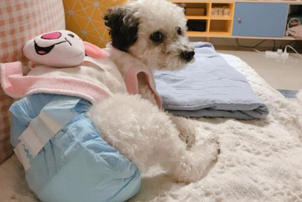 狗月经流血会持续多久 狗月经流血会持续多久