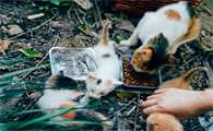 什么样的人猫缘好