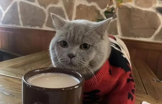 这8种食物猫咪“不能吃”,很多主人却经常喂! 这8种食物猫咪“不能吃”,很多主人却经常喂!