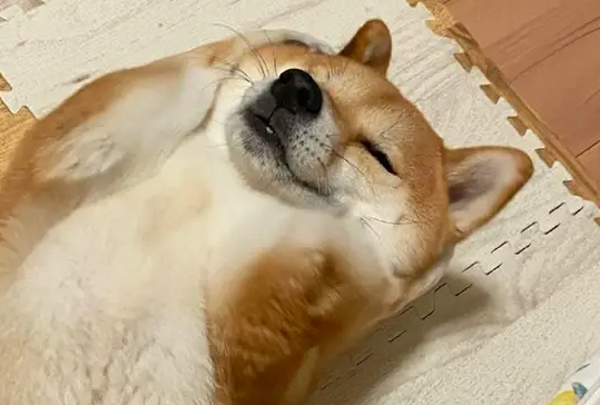 主人想要教育柴犬，它却躺在地上耍赖，捂耳朵又捂眼睛的，成精了